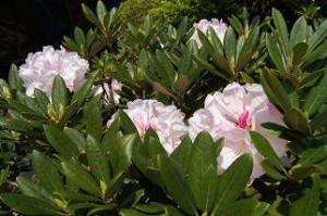 石楠花、最後の木