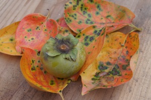 柿の葉は一番に紅葉。 柿の葉は一番に紅葉。