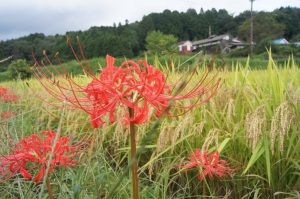 彼岸花の赤色が田んぼで美しいです。 彼岸花の赤色が田んぼで美しいです。