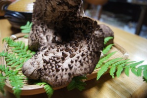 香茸2016 香茸2016